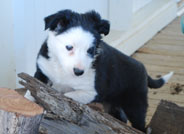 puppy